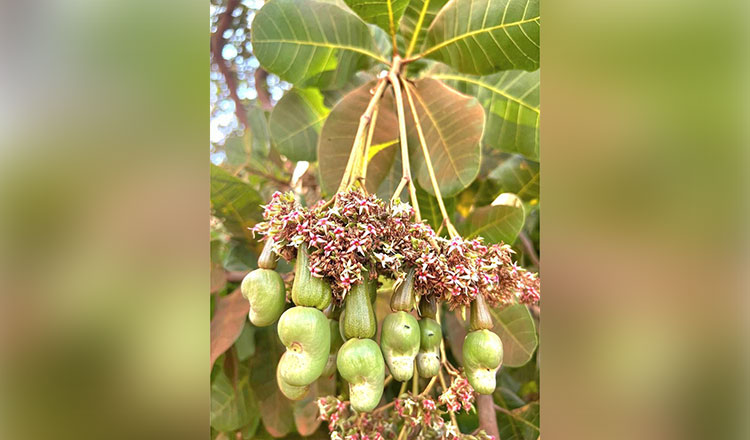 MAFF assesses cashew crop yields in four provinces